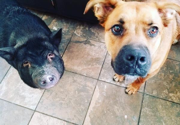 /Images/uploads/Humane Society of Lackawanna County/LoveYourPet/entries/9703thumb.jpg